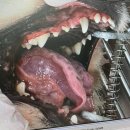 라온펫동물병원 | [강아지스케일링/치석제거/송파/라온펫동물병원]
