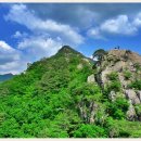 뉴천리향 이미지