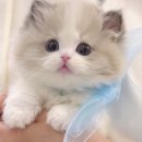 모나미네코본점