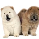 로얄동물병원 이미지