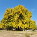 늘푸른나무어린이집 | 가을 초보운전 드라이브 나들이_원주 반계리 은행나무 3년차 비교