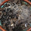 대명항_어판장화장실 | 강화 김포 대명항 쭈꾸미 시세 알쭈꾸미 가격 도다리 회포장 2026년 4월ㅣ이 가격 실화??