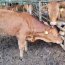 은경농장 이미지