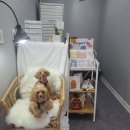 뚱몽이네 이미지