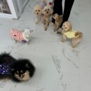 댕큐 애견유치원, 애견호텔 이미지