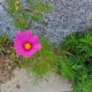 코스모스부동산중개 이미지