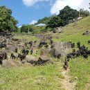 우수흑염소농장 이미지