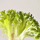 레드피아노 주식회사 네이버블로그
