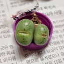애플슈가님을 칭찬합니다~ 이미지