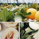 채원농장 이미지