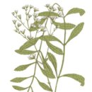 베스트건강메디칼 Daum카페