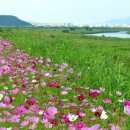 코스모스길 이미지