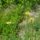 쇠채아재비 Tragopogon dubius Scop. 이미지