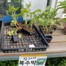 대구 모종 파는 곳 | 풍경원에서 여름 모종 장보기 🍅