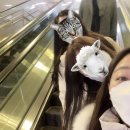 나나꼬치튀김 이미지