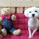 소망애견미용실 이미지