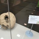 목포자연사박물관 이미지