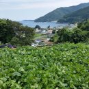 남해-230 Daum카페