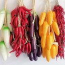 오브제-옥수수 이미지