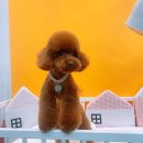 이든반려견 문화센터 이미지