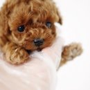 곱슬곱슬 이미지