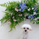 디어마이모모 이미지