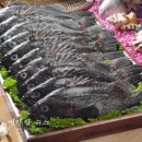 신안우럭 이미지