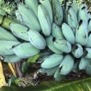 아이스크림블루 이미지