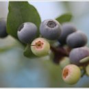 칠갑산농원 이미지