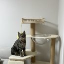 미뇽 캣 이미지