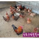 방골농장 Daum카페