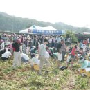 충주 천등산 고구마축제 이미지