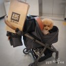 (주)그레이스원 | 강아지유모차타고 대전 현대아울렛 애견동반 여행