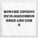 블리독수원점 고양이강아지분양 미니비숑프리제말티푸포메입양 네이버블로그