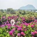 제주블랑 이미지