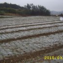 태광농장 Daum카페
