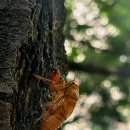 선퇴* - 김선영 이미지