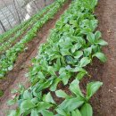 순수농장 이미지