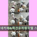 서구-01-69 | 인천 애견카페 강아지 동반 오미네카페&amp;애견유치원호텔 스퀘어7 강아지와 함께하는 즐거운 시간