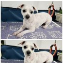 왔냥 또오개 이미지