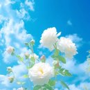 사교댄스(중급) 이미지