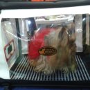 퍼스트펫 이미지