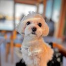 댕댕이# 이미지