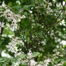 【털개회나무〔정향나무(Syringa patula)〕】 「미스김라일락의 원조」 이미지