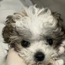 비엔동물전문의료센터 | 파보바이러스 완치 후기