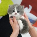 광주강아지분양 고양이분양 미유펫 본점 이미지