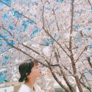 황매산 벚꽃길 이미지