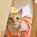 고양이미용사 임서영 이미지