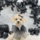 하떼하떼 이미지