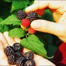 오복농장 이미지